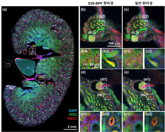 주철민 연세대 교수 연구팀이 개발한 고심도 산술 영상 플랫폼이 적용된 현미경으로 관측한 쥐 신장의 조직 절편 영상  주철민 교수 제공